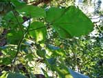 Stinging Tree, Dendrocnide excelsa Leaves