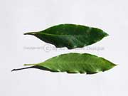 Sweet Pittosporum Pittosporum undulatum Leaves