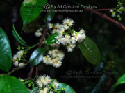 Flower Wing-stemmed Cherry Syzygium alatormulum