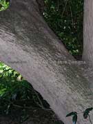 Ringwood Bark Anetholea anisata