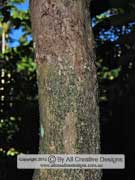 Johnstone River Ash Syzygium erythrocalyx Bark