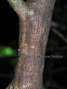 Fibrous Satinash Syzygium fibrosum Bark