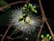Flower Fibrous Satinash Syzygium fibrosum