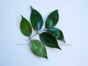Fibrous Satinash Syzygium fibrosum Leaves