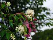 Flower Syzygium luehmannii