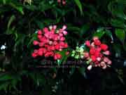 Riberry Fruit Syzygium luehmannii
