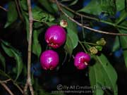 Syzygium paniculatum Fruit