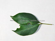 Leaves Magenta Lilly Pilly Syzygium paniculatum