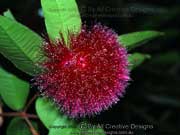 Flower Syzygium wilsonii ssp. wilsonii