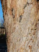 Tallowwood Eucalyptus microcorys Bark