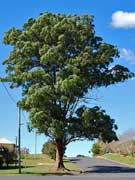 Tallowwood Eucalyptus microcorys