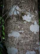 Weeping Lilly Pilly Syzygium floribundum Bark