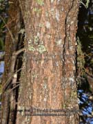 Bark African Olive Olea europaea subsp. cuspidata