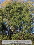 African Olive Olea europaea subsp. cuspidata