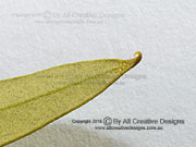 African Olive Olea europaea subsp. cuspidata Leaf Tip