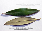 Leaves of African Olive Olea europaea subsp. cuspidata