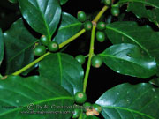 Arabian Coffee Coffea arabica Fruit