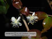 Brazilian Cherry Flower Eugenia uniflora