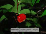 Brazilian Cherry Eugenia uniflora Fruit