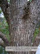 Camphor Laurel Cinnamomum camphora Bark