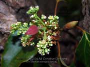 Flower Cinnamomum camphora