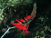 Flower Coral Tree Erythrina sykesii