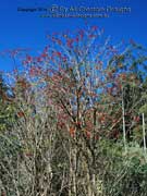 Coral Tree Erythrina sykesii