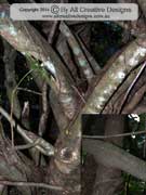 Dwarf Umbrella Tree Schefflera aboricola Bark