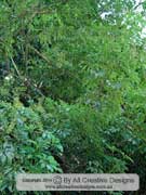Dwarf Umbrella Tree Schefflera aboricola