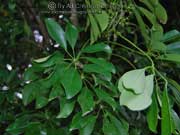 Dwarf Umbrella Tree Schefflera aboricola Leaves