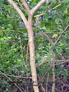 Bark of GIANT DEVIL'S FIG Solanum chrysotrichum