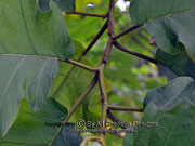 GIANT DEVIL'S FIG Solanum chrysotrichum Branchlet