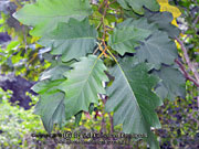 GIANT DEVIL'S FIG Solanum chrysotrichum Leaves