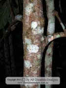 Loquat Eriobotrya japonica Bark
