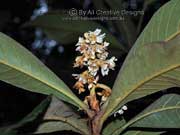 Flower Loquat Eriobotrya japonica