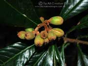 Loquat Eriobotrya japonica Fruit