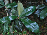 Loquat Eriobotrya japonica Leaves