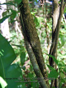 Purple Cestrum elegans Bark