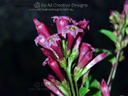 Purple Cestrum elegans Flower