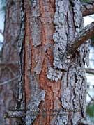 Radiata Pine Pinus radiata Bark