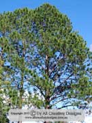 Radiata Pine Pinus radiata