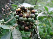 Wild Tobacco Bush Solanum mauritianum Fruit