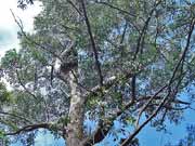 White Mahogany Eucalyptus acmenoides