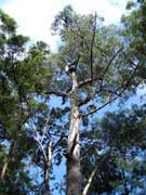 White Mahogany Eucalyptus acmenoides, Yellow Stringybark