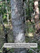 Acacia disparrima Southern Salwood Bark