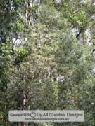Acacia disparrima Southern Salwood, Hickory Wattle