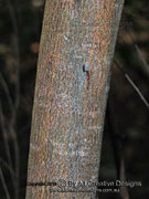 Bark of Brisbane Golden Wattle Acacia fimbriata
