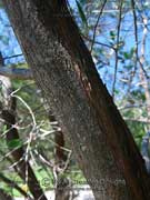 Candelabra Wattle Acacia holosericea Bark