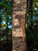 Green Wattle Acacia irrorata Bark