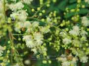 Flower Acacia irrorata